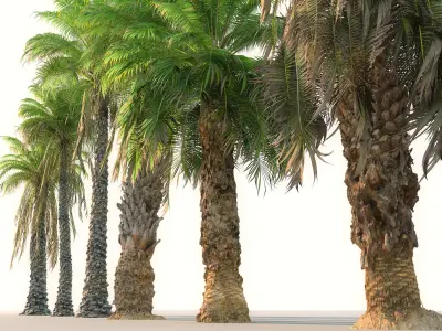  Palm Animated Pack 9 