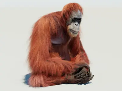  Orangutan Rigged Fur 