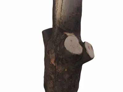 trunk 104 3D model purchase