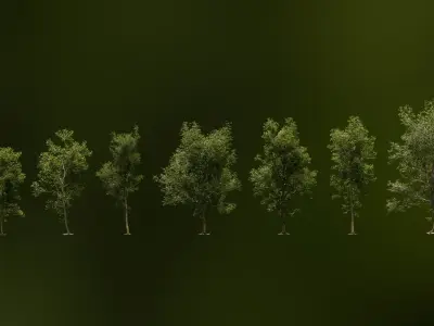  European Beech Collection 3D Scanned Animated 