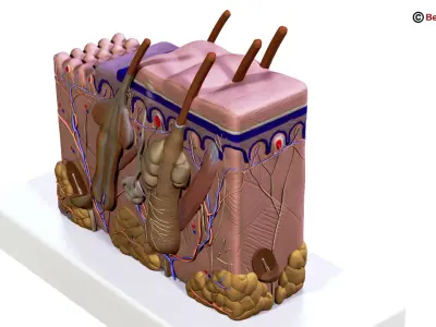 Skin Anatomy 3D model