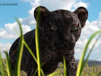  Black Leopard Cub Rigged for Cinema 4D 