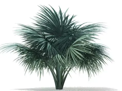 Silver Fan Palm Tree 3D Model 2m 3D model