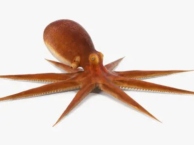  Octopuses Rigged Collection 