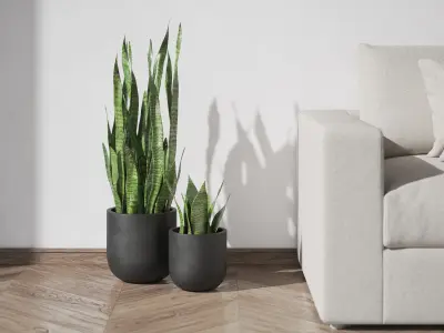 Sansevieria in Black Planter 3D model