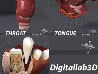 Tongue Throat and Teeth Collection 3D model
