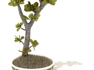 Bonsai Plant Simple Elegant 3D model