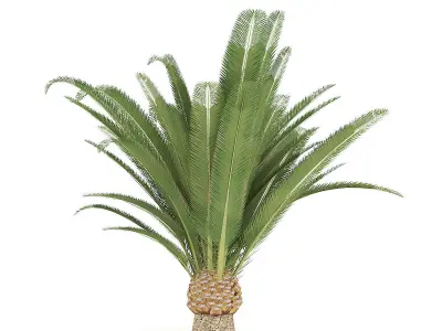 Pineapple Palm 3D model