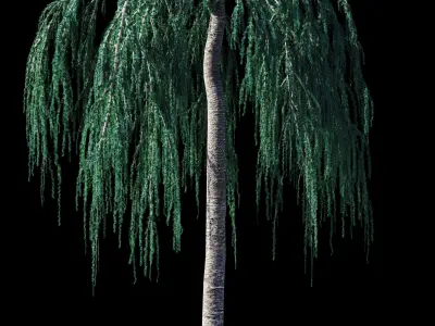 Cedrus Atlantica Glauca Pendula Cedar 3d model 3D model