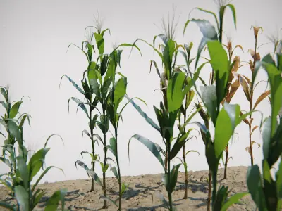  Corn Plants 15 Types in 5 Ages - PBR AssetKit 