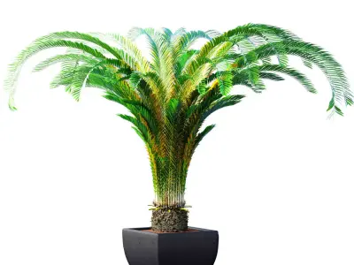 Decorative tall Evergreen Cycas Palm Tree in modern outdoor vase 3D model