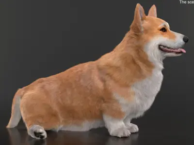  Pembroke Welsh Corgi Dog Sitting Pose Fur for Maya 