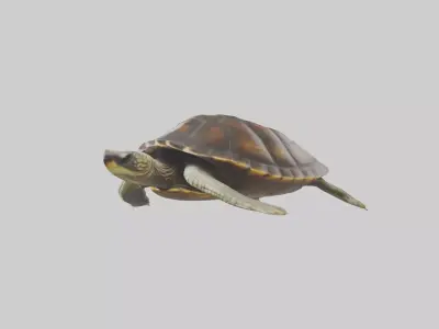 Japanese Pond Turtle swimming model Low-poly 3D model