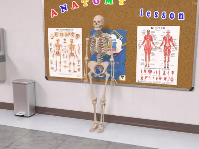 Human Female Skeleton Anatomy Rigged 