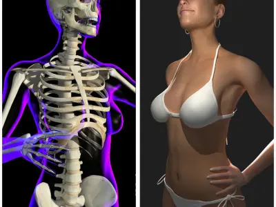 Full Female Body X-Ray With Skeleton 3D model