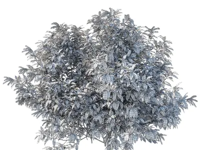 Pieris Floribunda bush 3D model