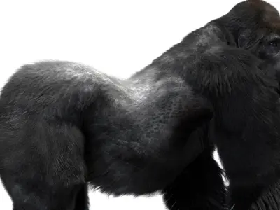 Mountain Gorilla Fur Rigged 3D 