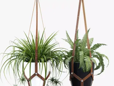 Cofield hanging planter with two plants 3D model