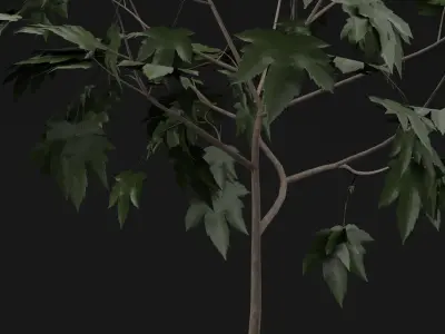 Sapling Tree Low-poly 3D model