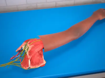  Skin and Full Anatomy of the Afro Female Arm 