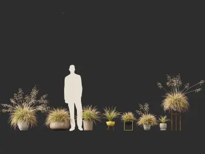 Deschampsia cespitosa Northern Lights - Tufted Hair Grass 03 3D model