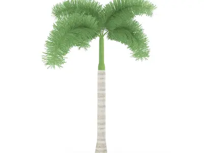 Foxtail Palm 3D model