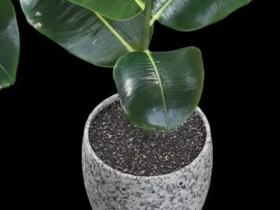 Rubber Ficus in pots 3D model