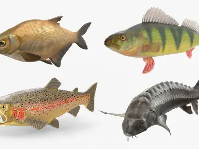  Freshwater Fish Collection 