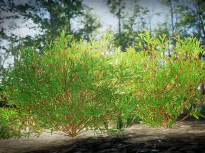 Vulnerable Plant - 6 Hibbertia emarginata Grass Bush Tree Low-poly 3D model