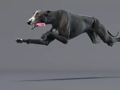 Greyhound Black Animated 3D model