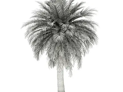 Butia Palm Tree 3D Model 5m 3D model