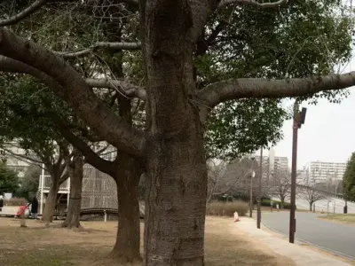 Realistic Tree Bark PBR Texture Texture