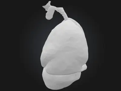 Respiratory System Illustration  Breathe Life into Learning 3D model