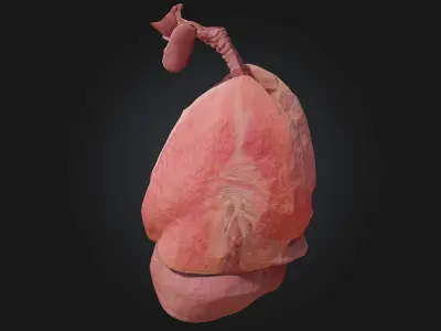 Respiratory System Illustration  Breathe Life into Learning 3D model