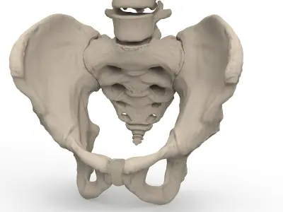  Skeleton Thorax Anatomy 