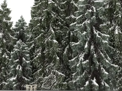  10 Brewer Spruce with snow 