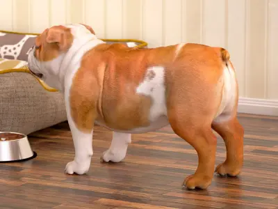  Small Dogs Rigged for Maya Collection 