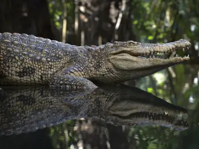  Siamese Crocodile Rigged 