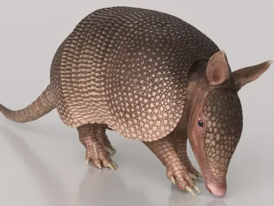 Armadillo Pink Walking Animated Rigged for Maya 