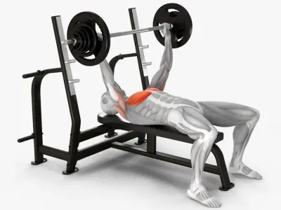 Male Muscular System Anatomy Bench Press 