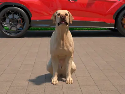  Begging White Labrador Dog Pose Animated Rigged for Cinema 4D 
