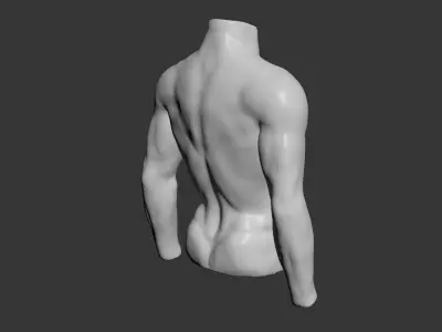 Female and Male Torso Manenequins 3D model