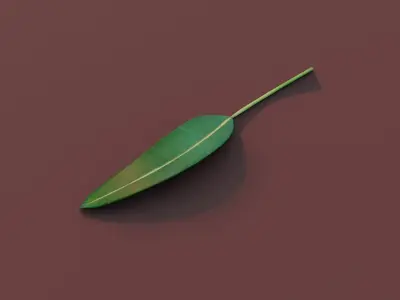 Cartoon Eucalyptus Leaf 3D Model Low-poly 3D model