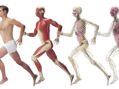  Male Full Anatomy Rigged Maya 