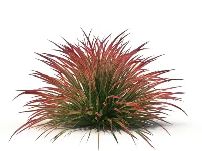 Cherry sparkler fountain grass 3D model