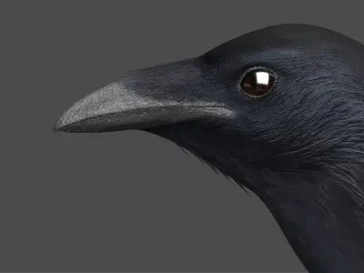  Chihuahuan Raven (Animated) 