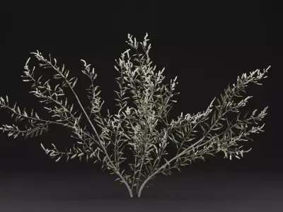 Gossypium Thurberi Plant 3D model