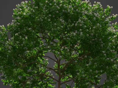 2021 PBR River Wild Pear Collection - Dombeya Kirkii 3D model