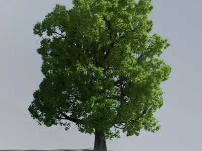  Hi Res Tree Looped Animation 