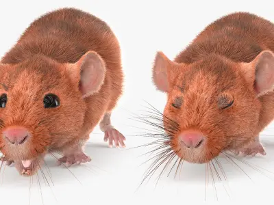  Running Rodent Rat Brown Fur Animated Rigged 